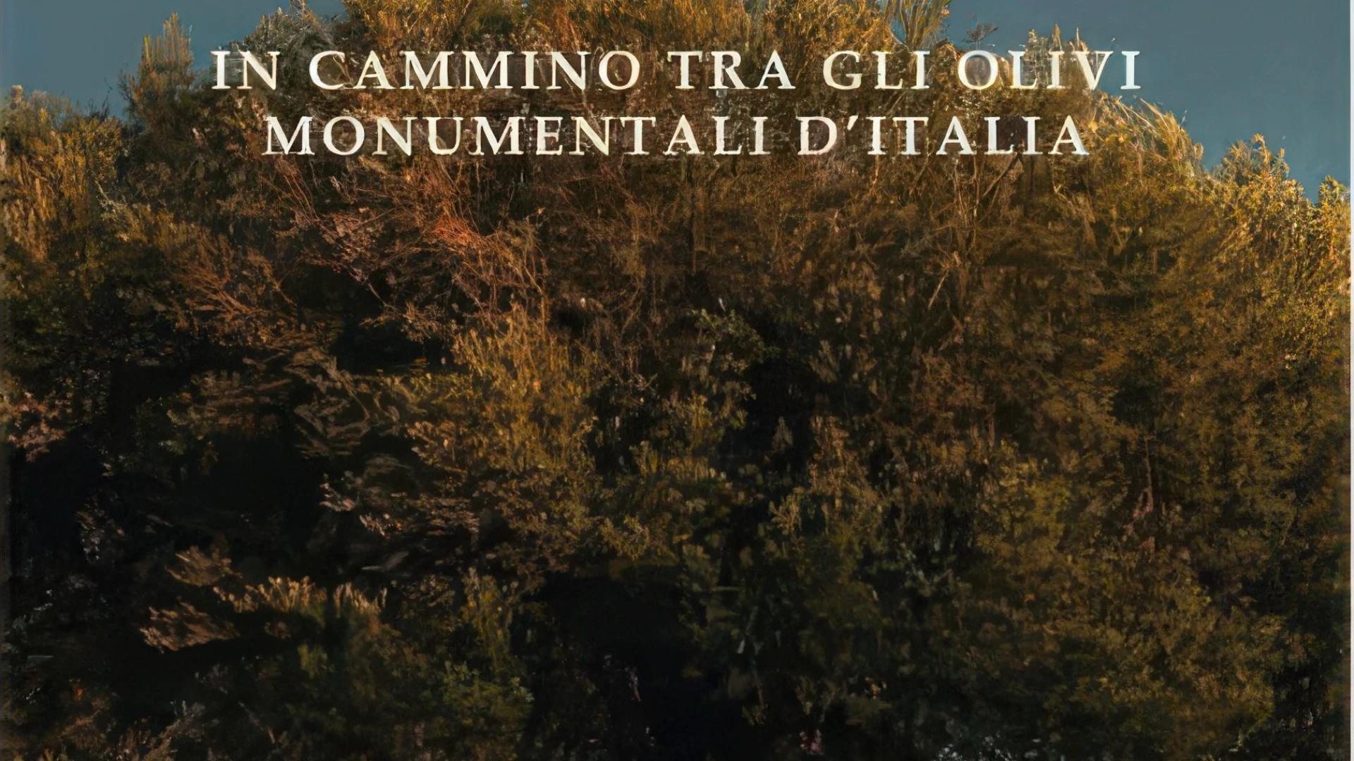 Venafro: la fondazione Mario Lepore presenta il volume dal titolo " In Cammino tra gli olivi monumentali d'Italia di Yuko Okuma".